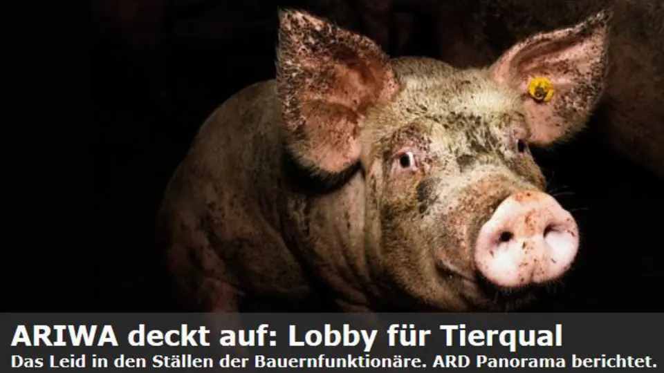 Schockierende Bilder aus Ställen der Agrarlobbyisten