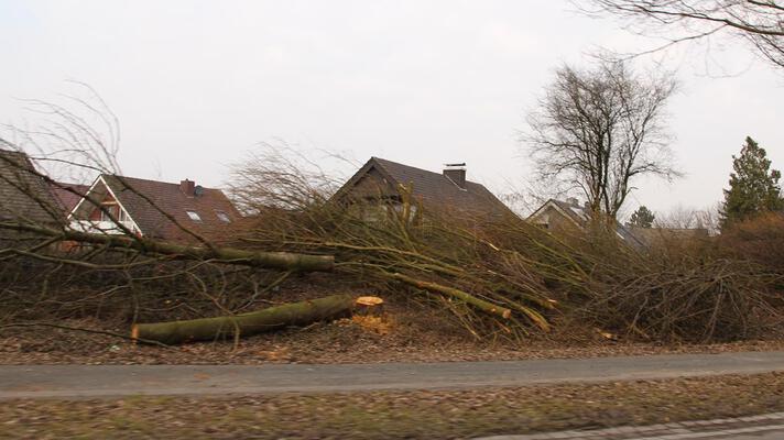 Baumfrevel in Billerbeck