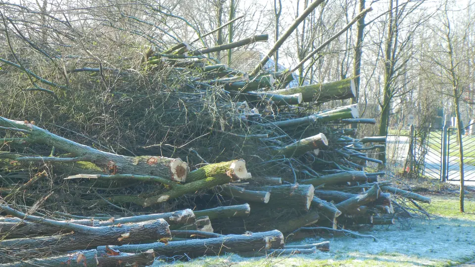 Baumfällaktion am neuen Friedhof in Billerbeck