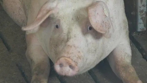 Deutscher Tierschutzbund fordert: Beendet das Leiden der Schweine!