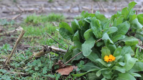 Blühstreifen in Billerbeck – alles Blendwerk?