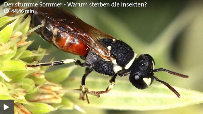 Der stumme Sommer