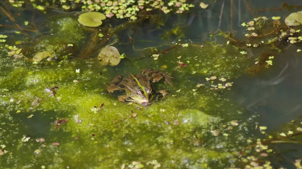 Amphibienschutzaktion erfolgreich abgeschlossen