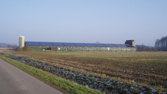 Geflügelindustrie bevorzugt Qualzucht