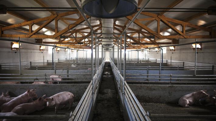 Mangelhafte Kontrollen in Schweinemastbetrieben