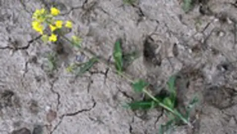 Bodenlos -  Droht dem Acker die Verwüstung?