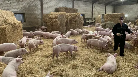 Schweine-Aktivstall