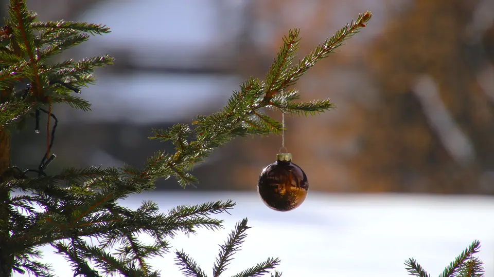 Nabu empfielt Weihnachtsbäume ohne Chemie