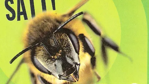 Bienensterben - Sachverständigenrat empfielt Greening